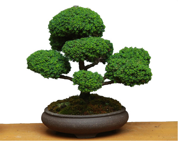 Think of the bonsai tree when building that perfect website.